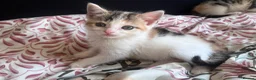 Mixed Breed cats for sale: 🐾 ADORABLE MIXED BREED CALICO GIRLS 🐾 - Advert 6