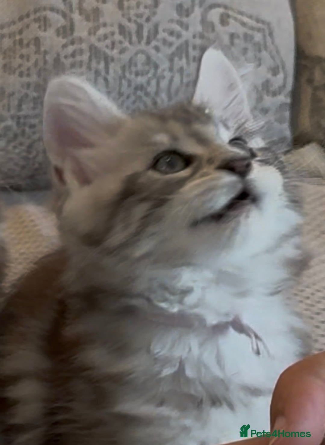 Maine Coon cats for sale: Outstanding pedigree kittens - Image 14