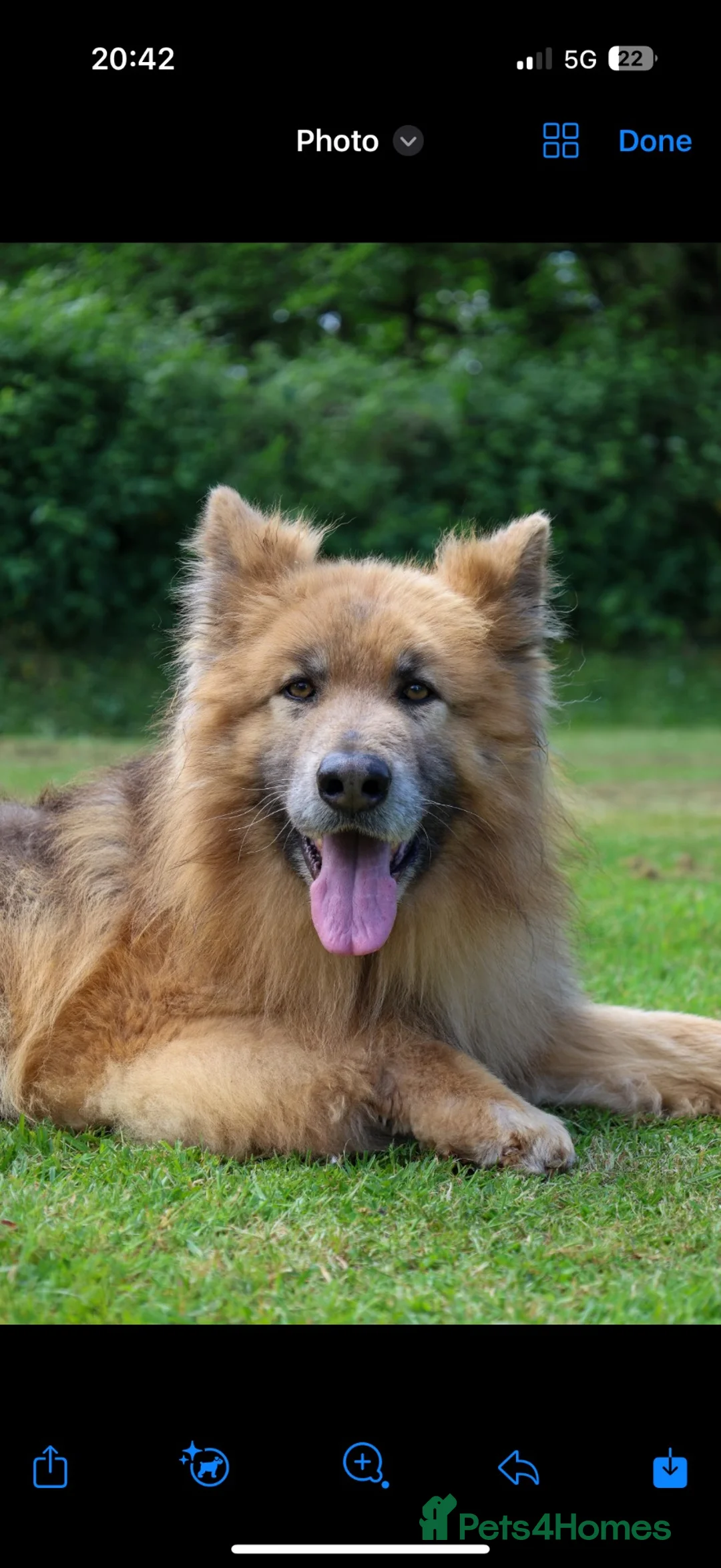 German Shepherd dogs for sale: KC health tested *simba*  - Advert 1