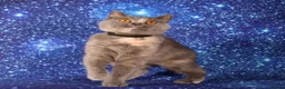 British Shorthair cats for sale: Retired British Shorthaired females available  - Advert 8
