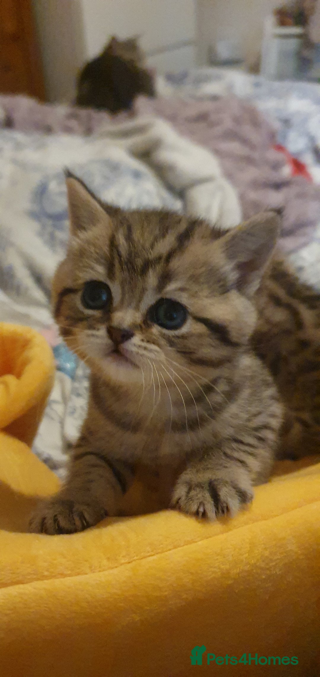 British Shorthair cats for sale: British Shorthair Black and Brown Golden Tabby ✨️  - Advert 14