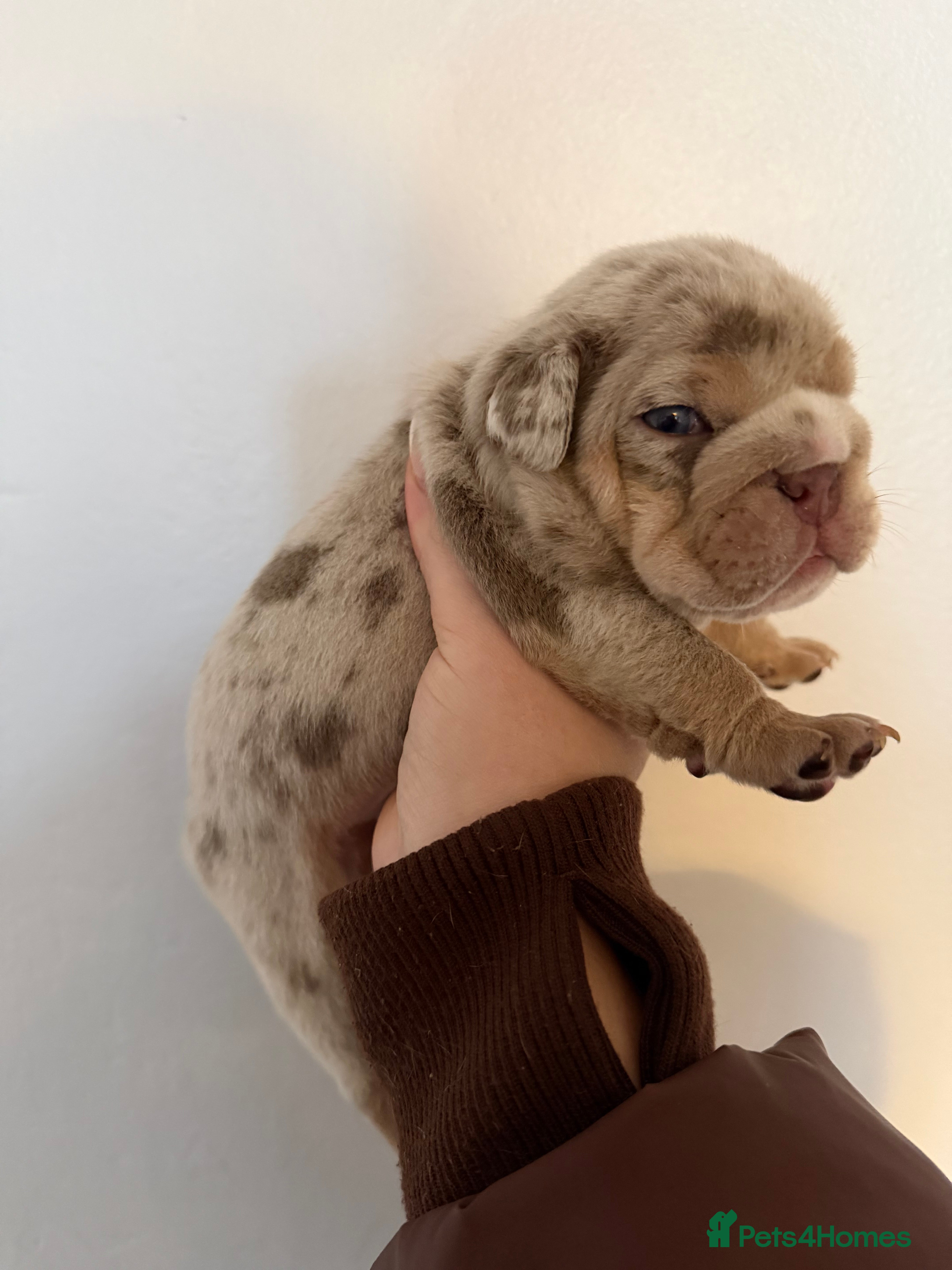 English Bulldog dogs ENGLISH BULLDOG PUPs FOR SALE🖤 - Advert 9
