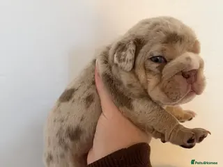English Bulldog dogs ENGLISH BULLDOG PUPs FOR SALE🖤 - Advert 9