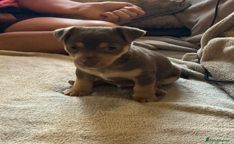 Mixed Breed dogs - Advert 1
