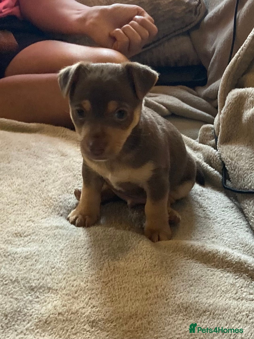 Mixed Breed dogs for sale: Chocolate and tan Jack Russel X - Image 1