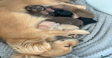 Miniature Dachshund dogs KC Registered Long Haired Mini babies  - Advert 10