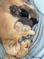 Miniature Dachshund dogs KC Registered Long Haired Mini babies - Advert 3