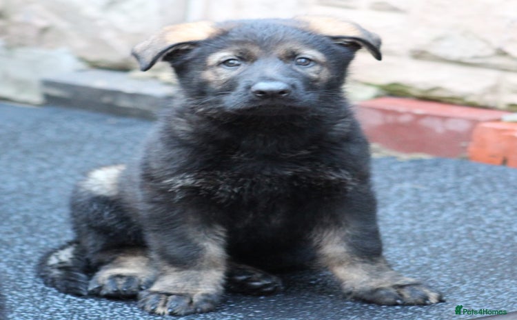 German Shepherd dogs - Advert 9