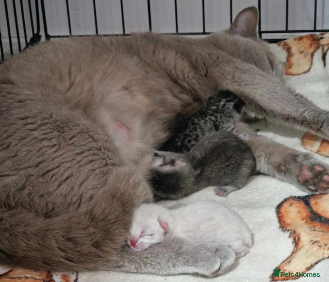 British Shorthair cats for stud: ❤ British Short Hair Active Stud ❤ Champion ❤ in Doncaster - Advert 34