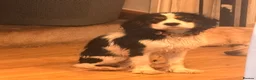 Cavalier King Charles Spaniel dogs for sale: Boy Caviler King Charles   - Advert 5