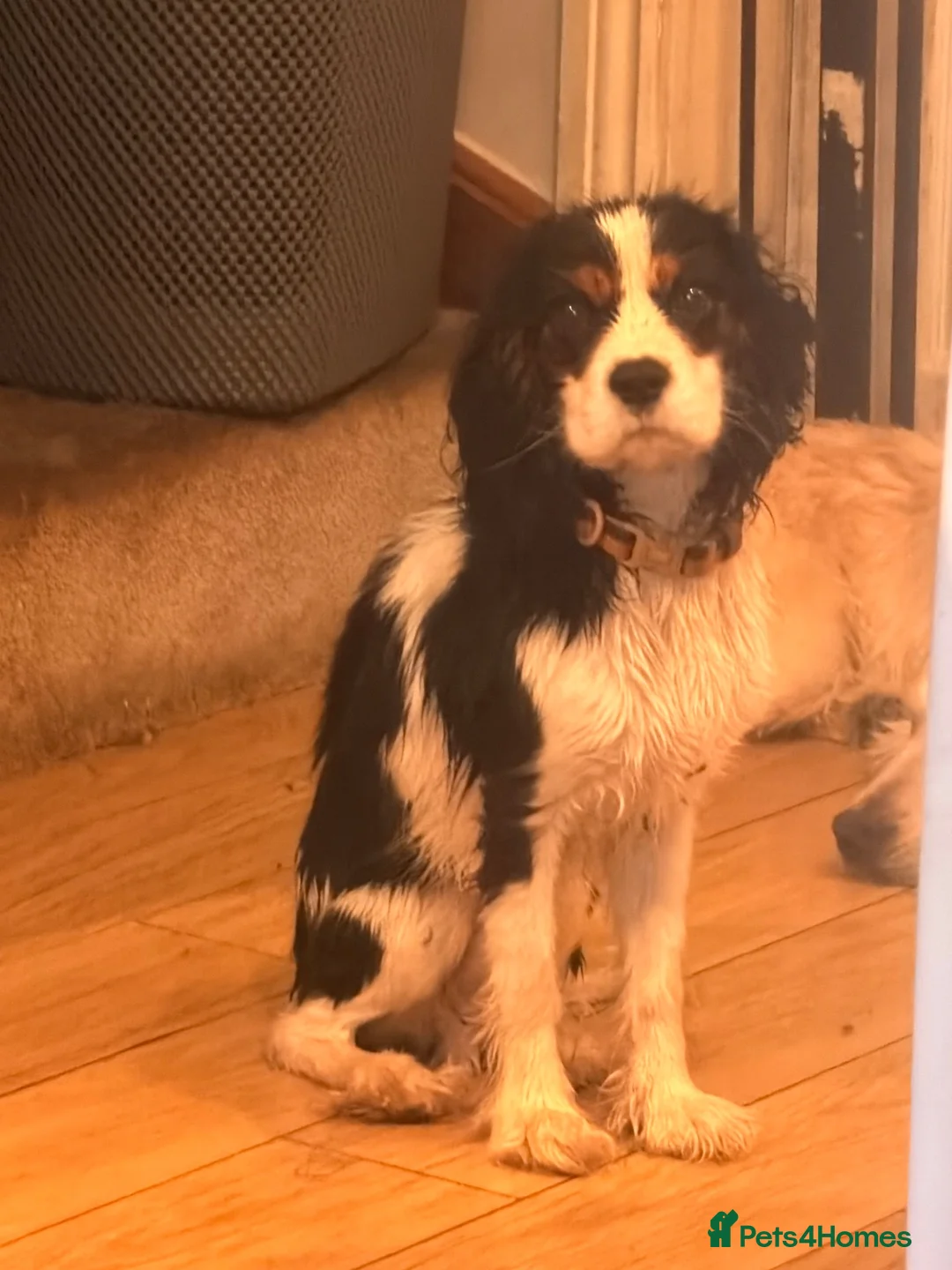 Cavalier King Charles Spaniel dogs for sale: Boy Caviler King Charles   - Advert 5