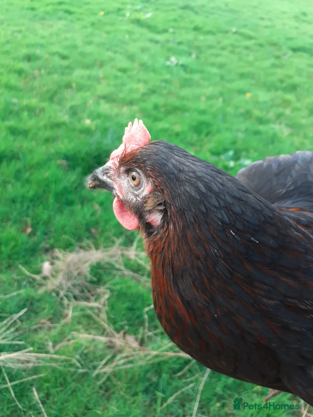 Chickens poultry for sale: Beautiful point of lay hens - range of breeds - Advert 2
