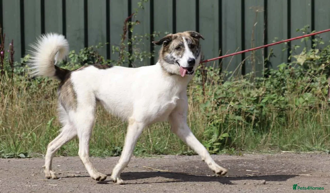Mixed Breed dogs for adoption: FLO   - Advert 17
