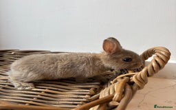 Netherland Dwarf rabbits for sale: 3x boy baby bunnies for sale  - Image 3