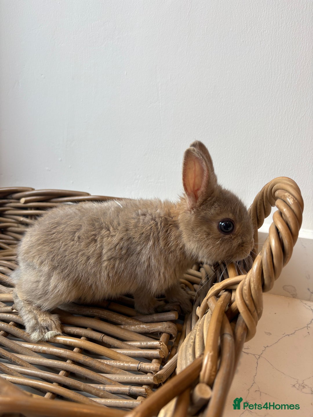 Netherland Dwarf rabbits for sale: 3x boy baby bunnies for sale  - Image 3