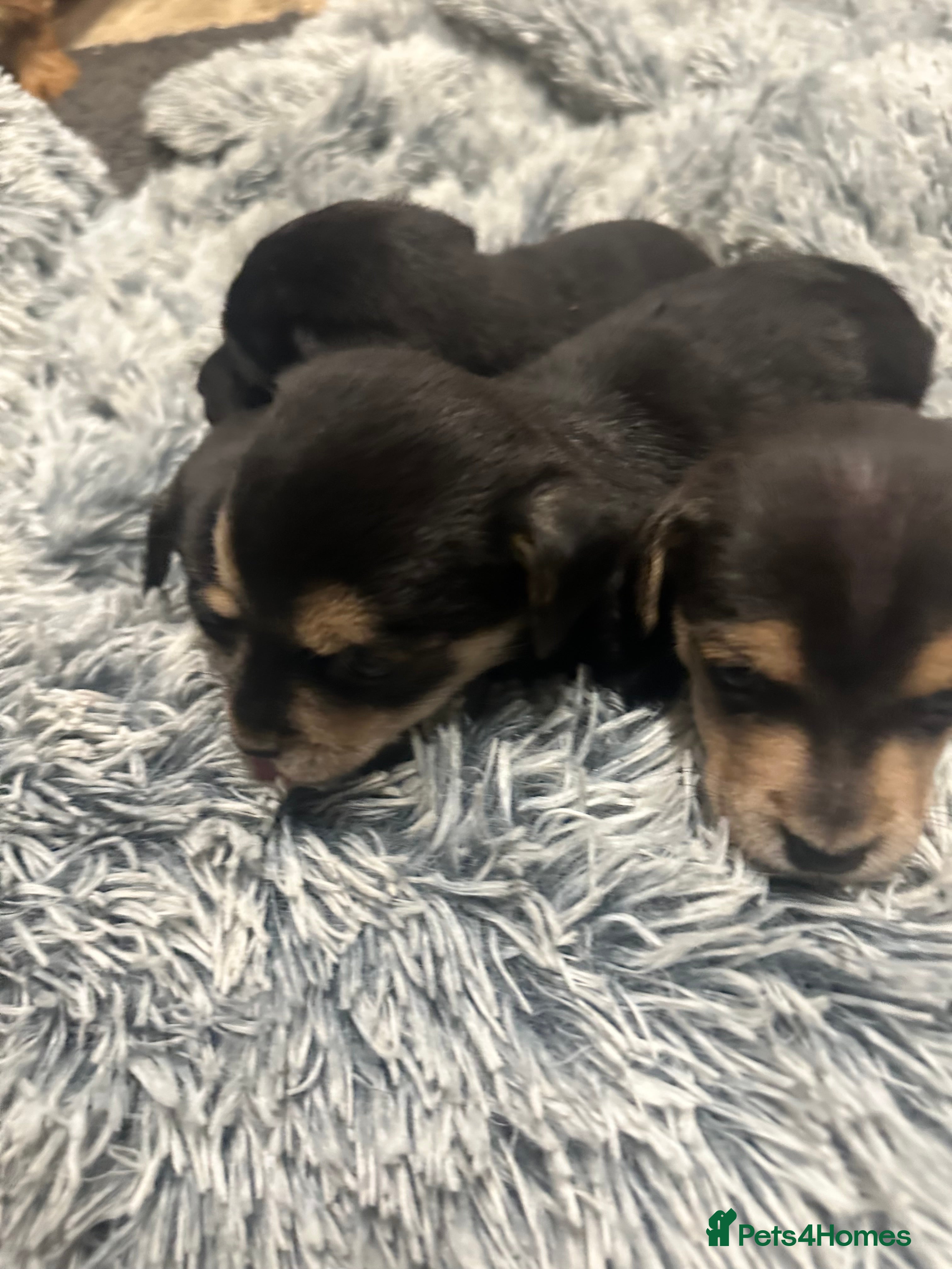 Border Terrier dogs Border terrier X jack puppies  - Advert 16