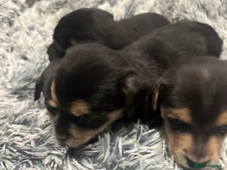 Border Terrier dogs Border terrier X jack puppies - Advert 16
