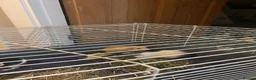 Guinea Pig rodents for sale: 3 female guinea pigs  in Canterbury - Advert 4