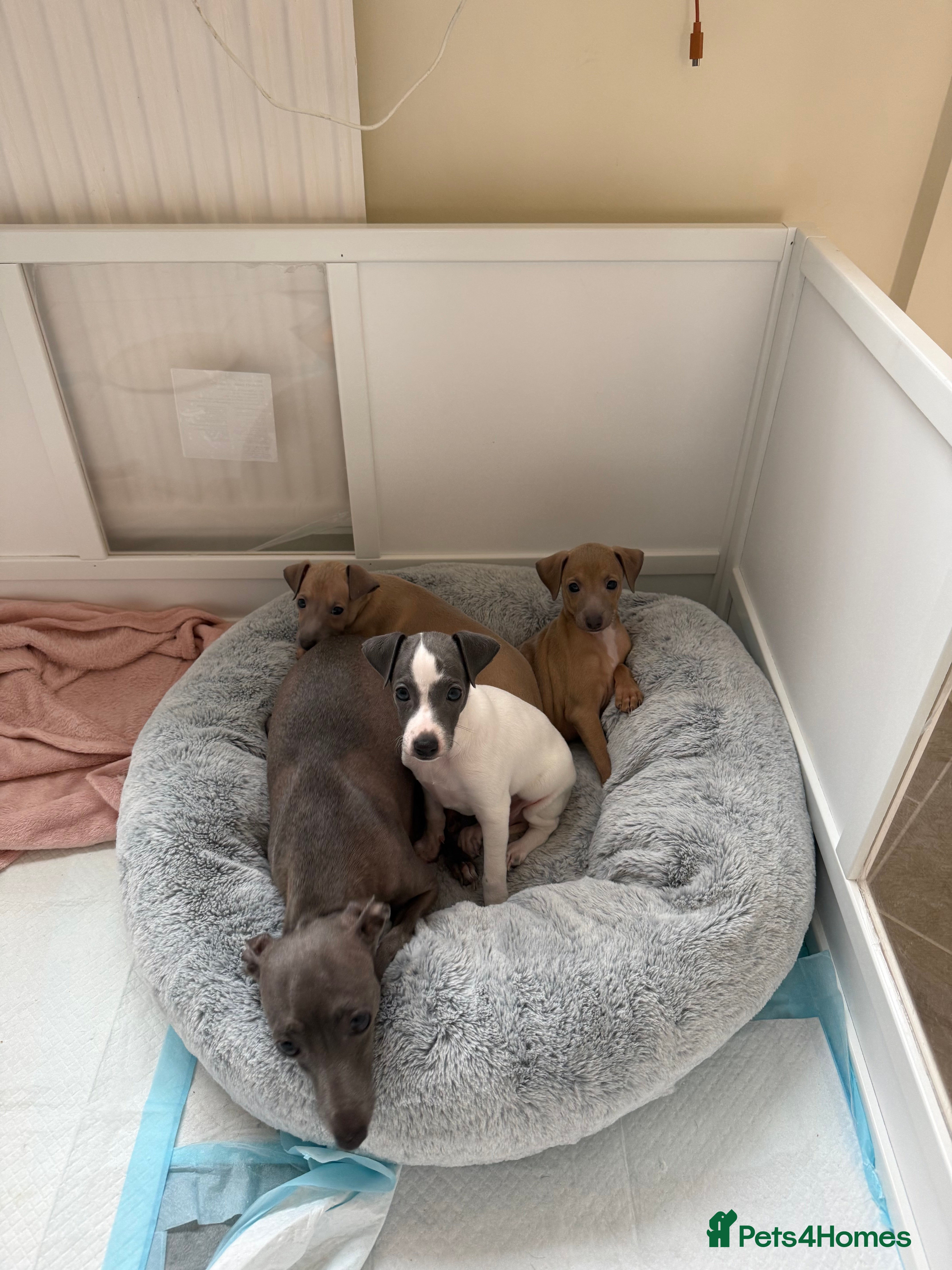 Italian Greyhound dogs Beautiful KC Reg Italian Greyhound puppies  - Advert 5