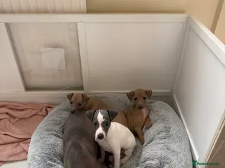 Italian Greyhound dogs Beautiful KC Reg Italian Greyhound puppies - Advert 5