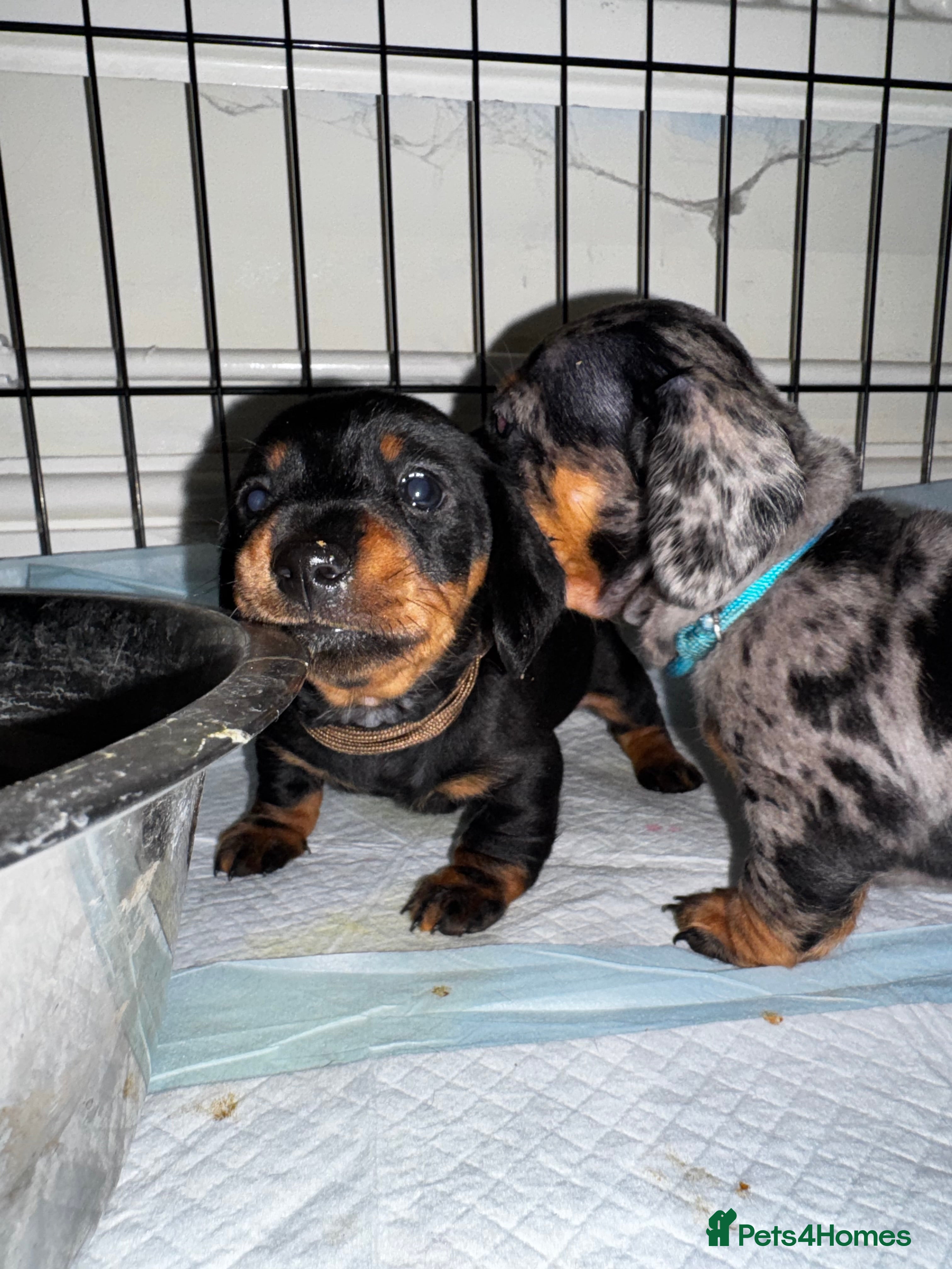 Miniature Dachshund dogs 2 Stunning Black and Tan Boys available🤎🖤 - Advert 12