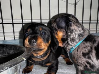 Miniature Dachshund dogs 2 Stunning Black and Tan Boys available🤎🖤 - Advert 5
