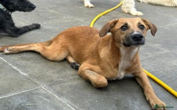 Mixed Breed dogs for adoption: Laska - Norwich Norfolk  - Image 3