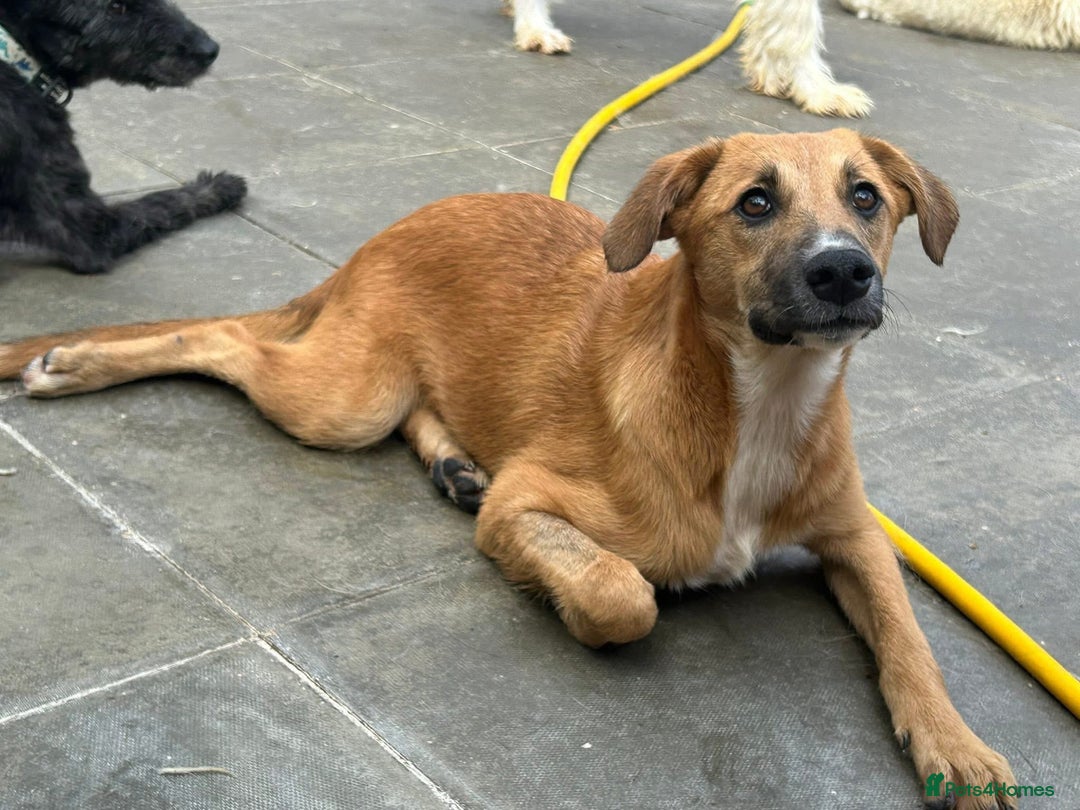 Mixed Breed dogs for adoption: Laska - Norwich Norfolk  - Image 3