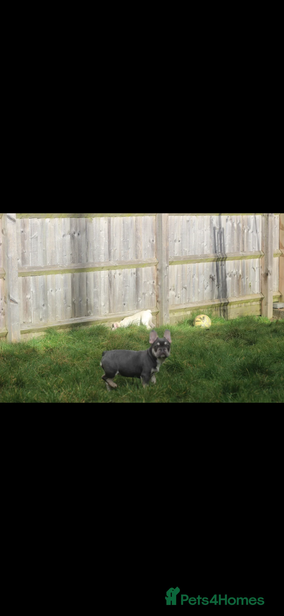 French Bulldog dogs for sale: Frenchies - 2 girls & 1 boy available  - Advert 7