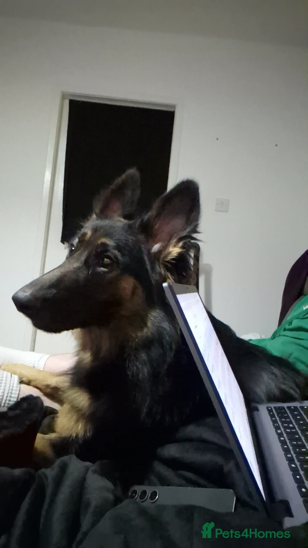 German Shepherd dogs for sale: Female Long Hair German Shepherd - Advert 4