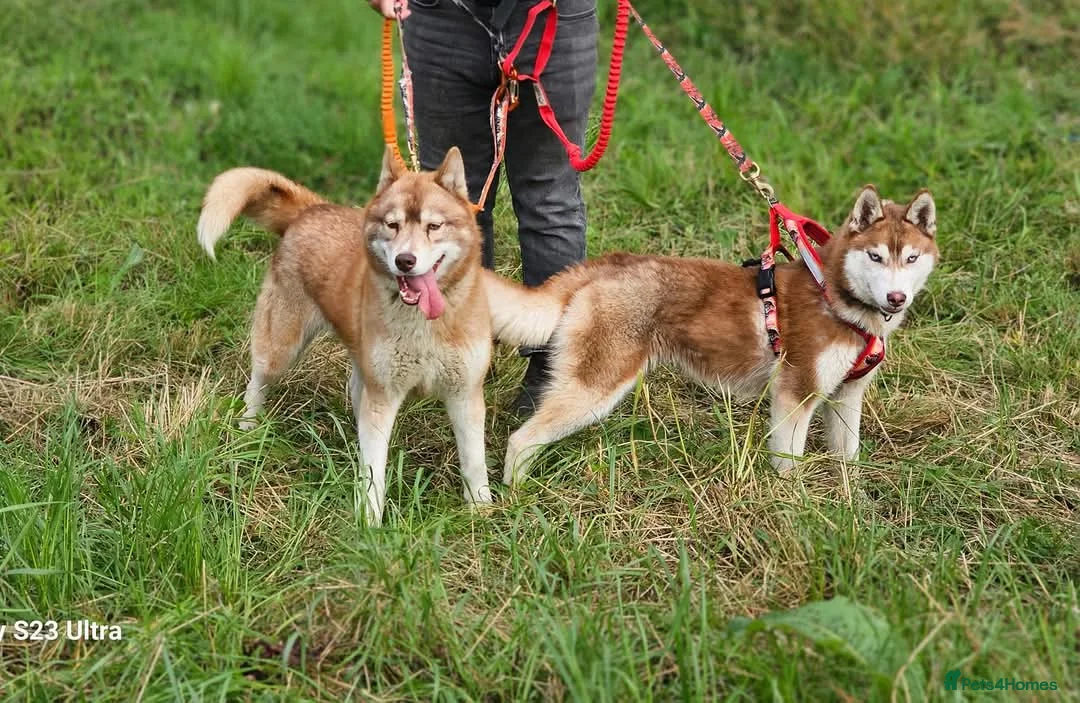 Siberian Husky dogs for sale: 2 KC Reg Siberian Huskys £600 each - Advert 1