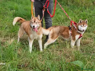 Siberian Husky dogs 2 KC Reg Siberian Huskys £600 each - Advert 4