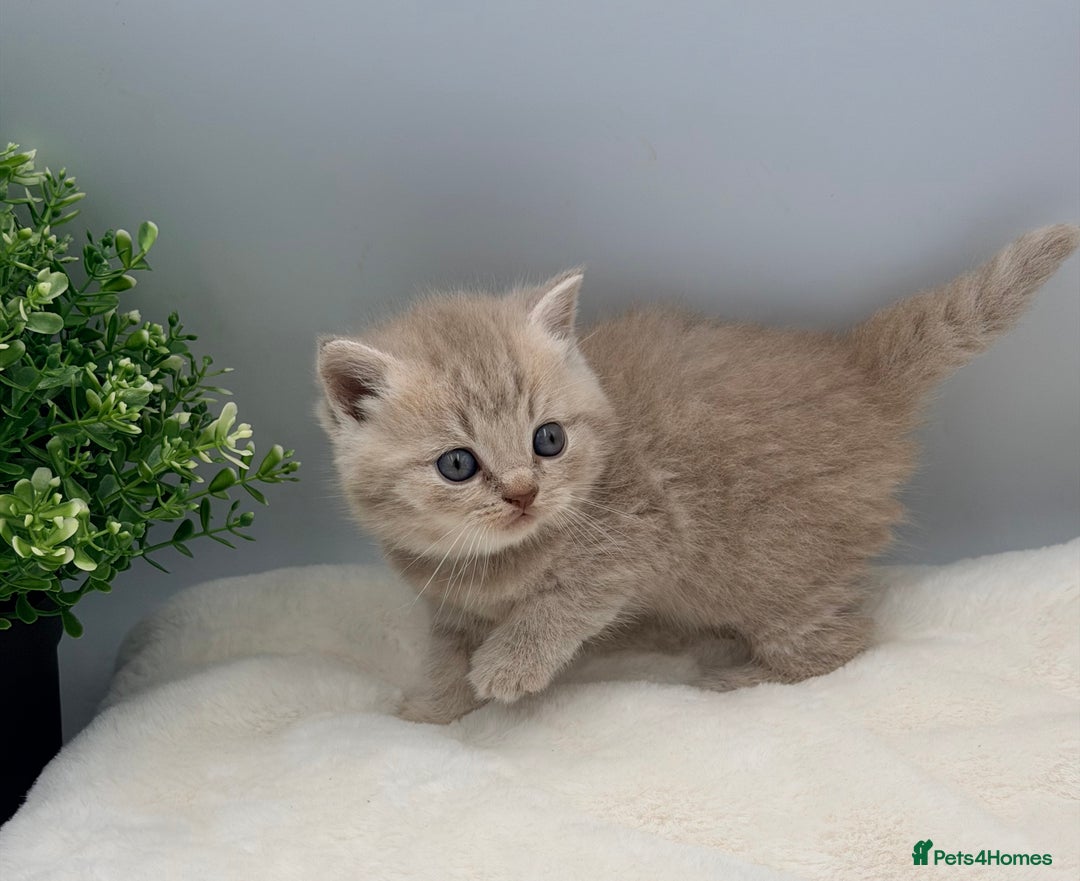 British Shorthair cats for sale: PEDIGREE REGISTERED CHUNKY BRITISH SHORTHAIRS  - Image 36