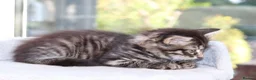 Mixed Breed cats for sale: 3 Lovely Kittens Ready to be Collected - Advert 17
