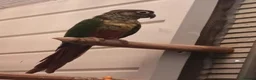Conures birds for sale: Female green cheek conure  - Advert 3