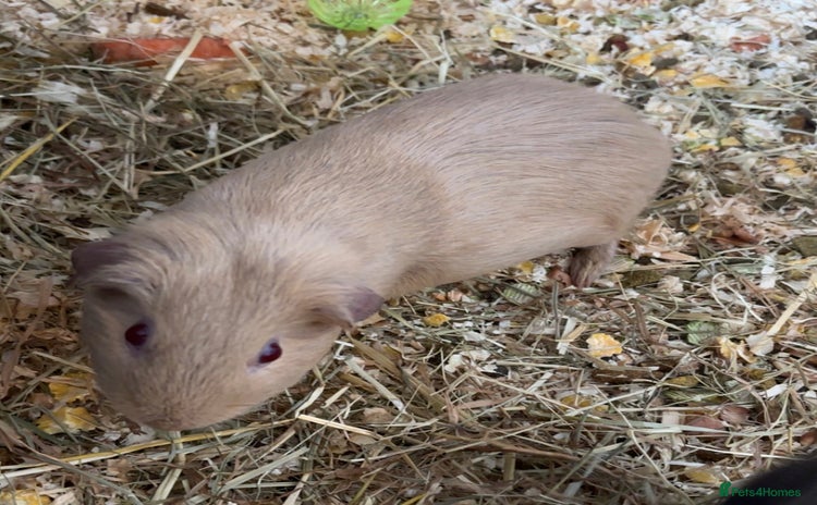 Guinea Pig rodents - Advert 2