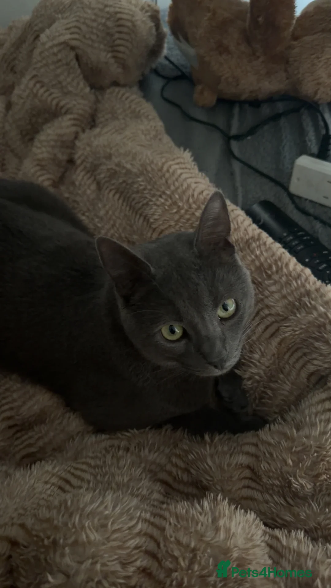 Mixed Breed cats for sale: British Shorthair X Blue Russian  in Birmingham - Advert 2