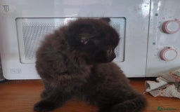 Mixed Breed cats for sale: Beautiful Black Boy Kittens  - Image 5