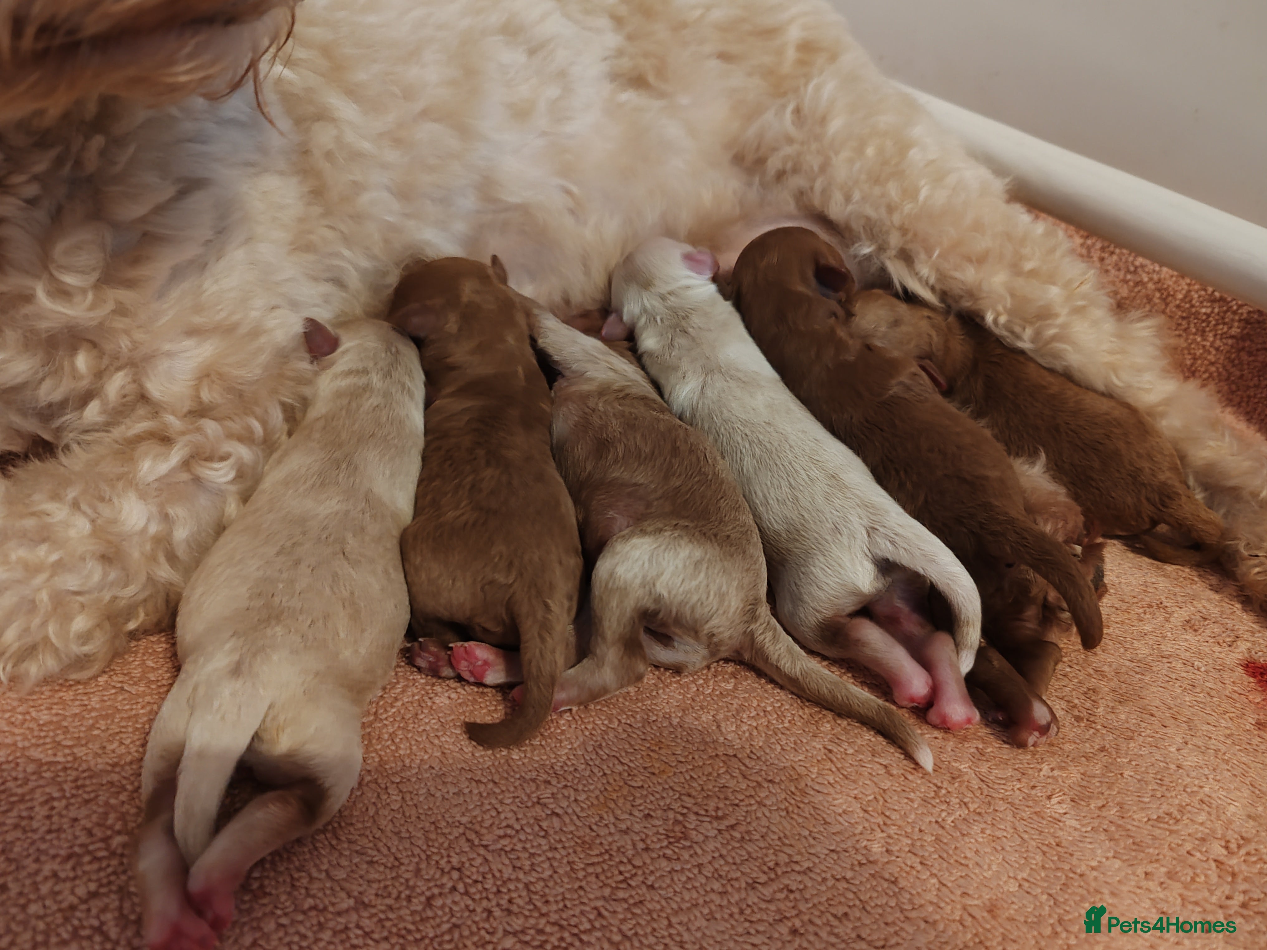 Maltipoo dogs Valentines Toy Asian Maltipoo therapy puppies - Advert 7