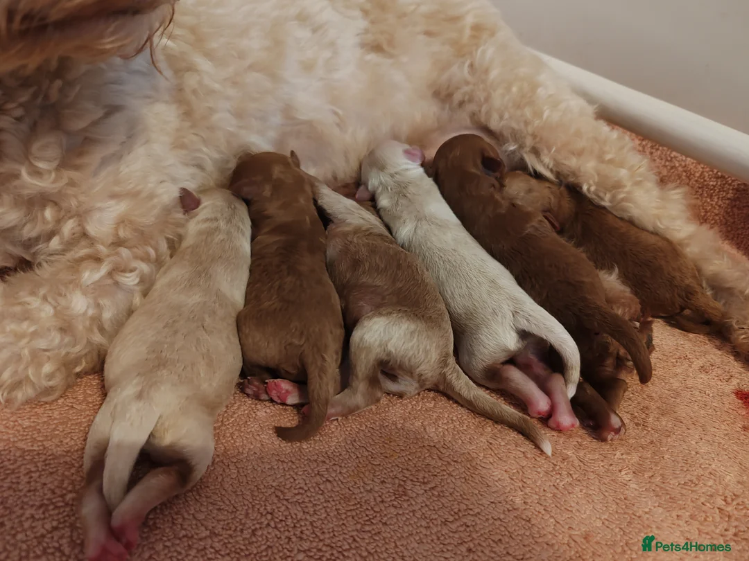 Maltipoo dogs for sale:  Toy Asian Maltipoo therapy puppies born 14/02/26 - Advert 1