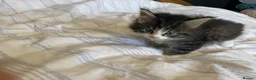 Maine Coon cats for sale: Maine coon kittens for sale  - Advert 13
