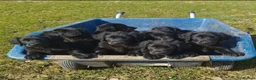 Mixed Breed dogs for sale: A very rare opportunity... - Advert 1