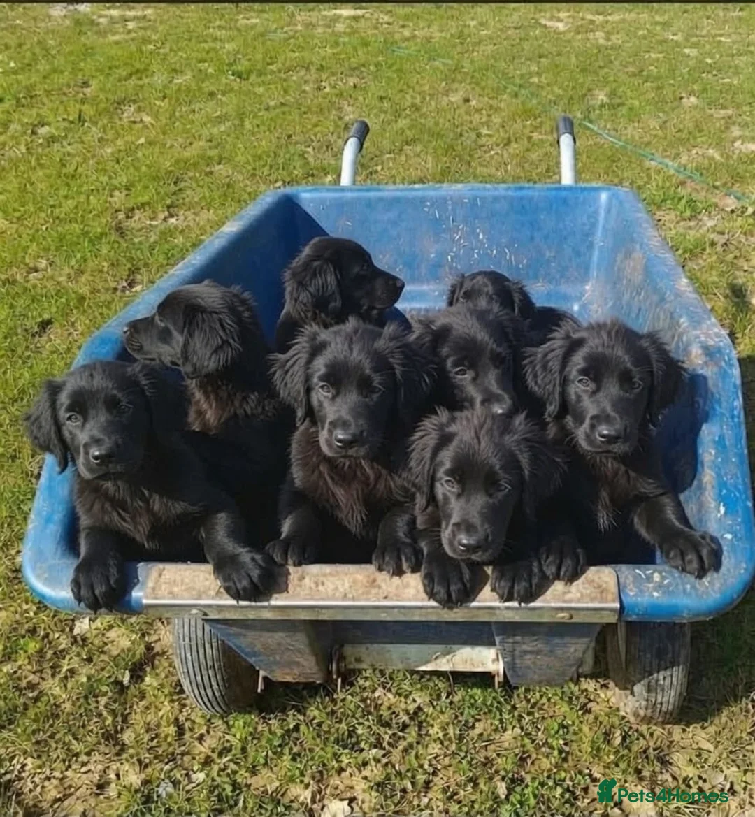 Mixed Breed dogs for sale: A very rare opportunity... - Advert 1