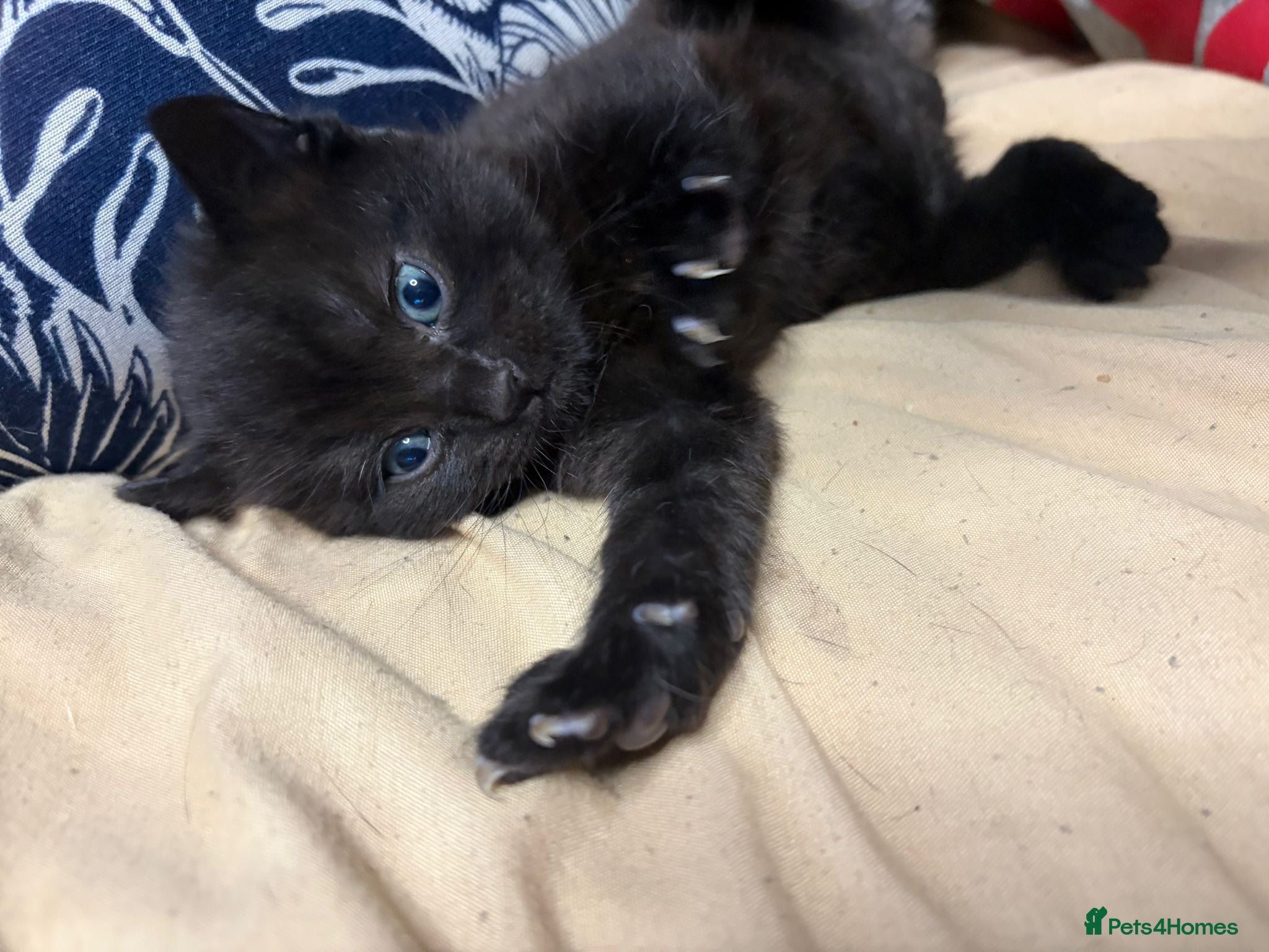 Scottish Fold cats for sale: Half Scottish fold kittens  in Bilston - Advert 8