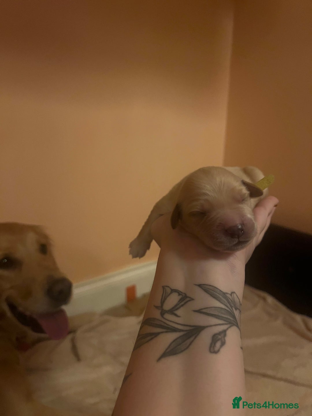 Golden Retriever dogs for sale: LITTLE BUNS - Advert 11