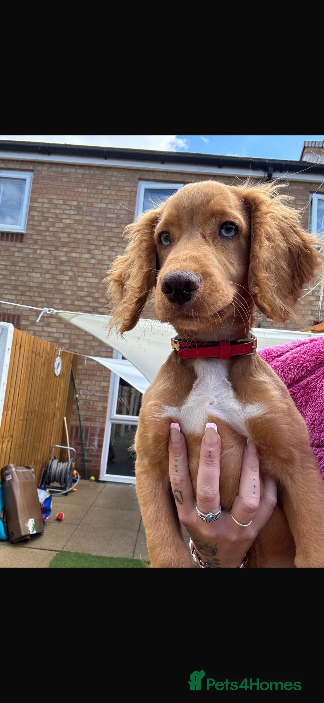 Cocker Spaniel dogs for sale: Cocker spaniel - Advert 5