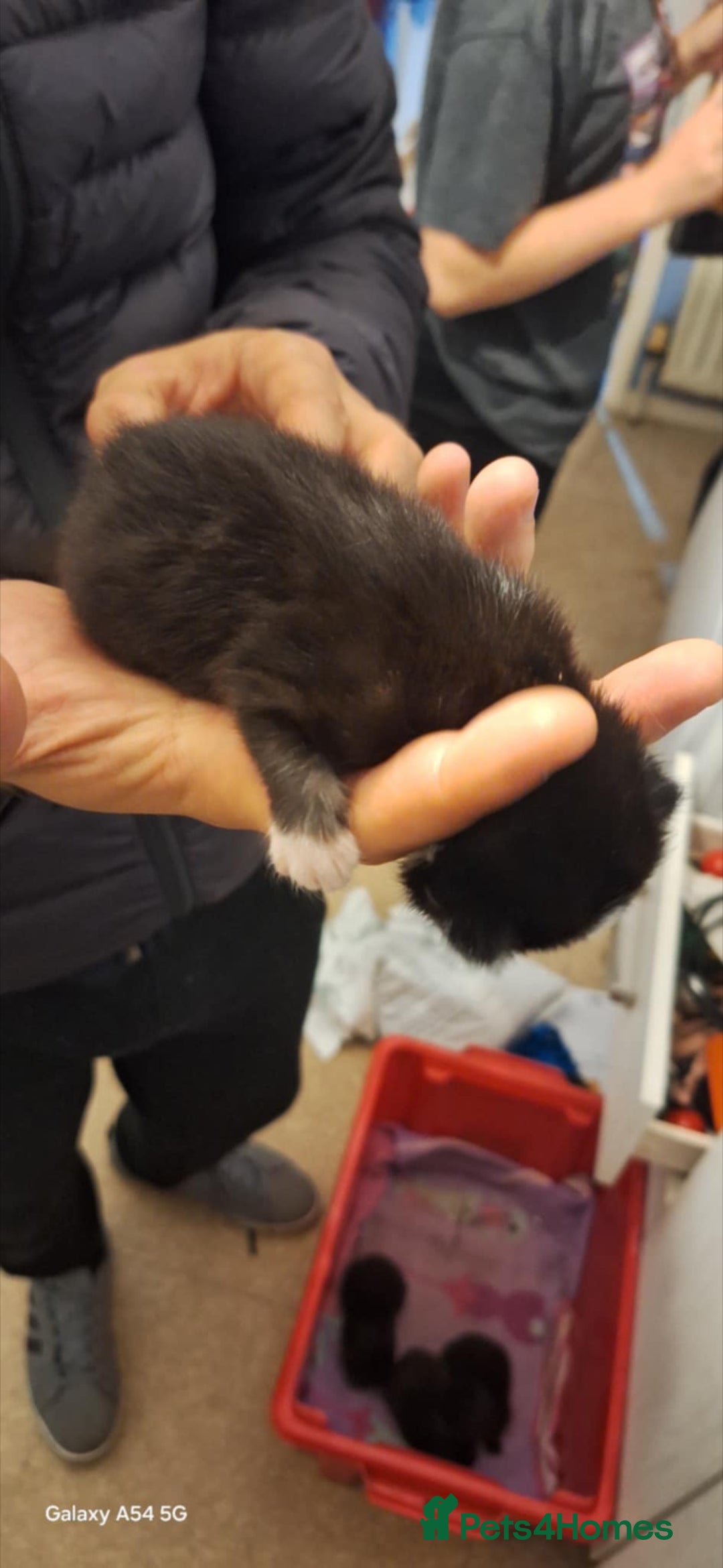 Brazilian Shorthair cats for sale: Kittens  - Advert 6