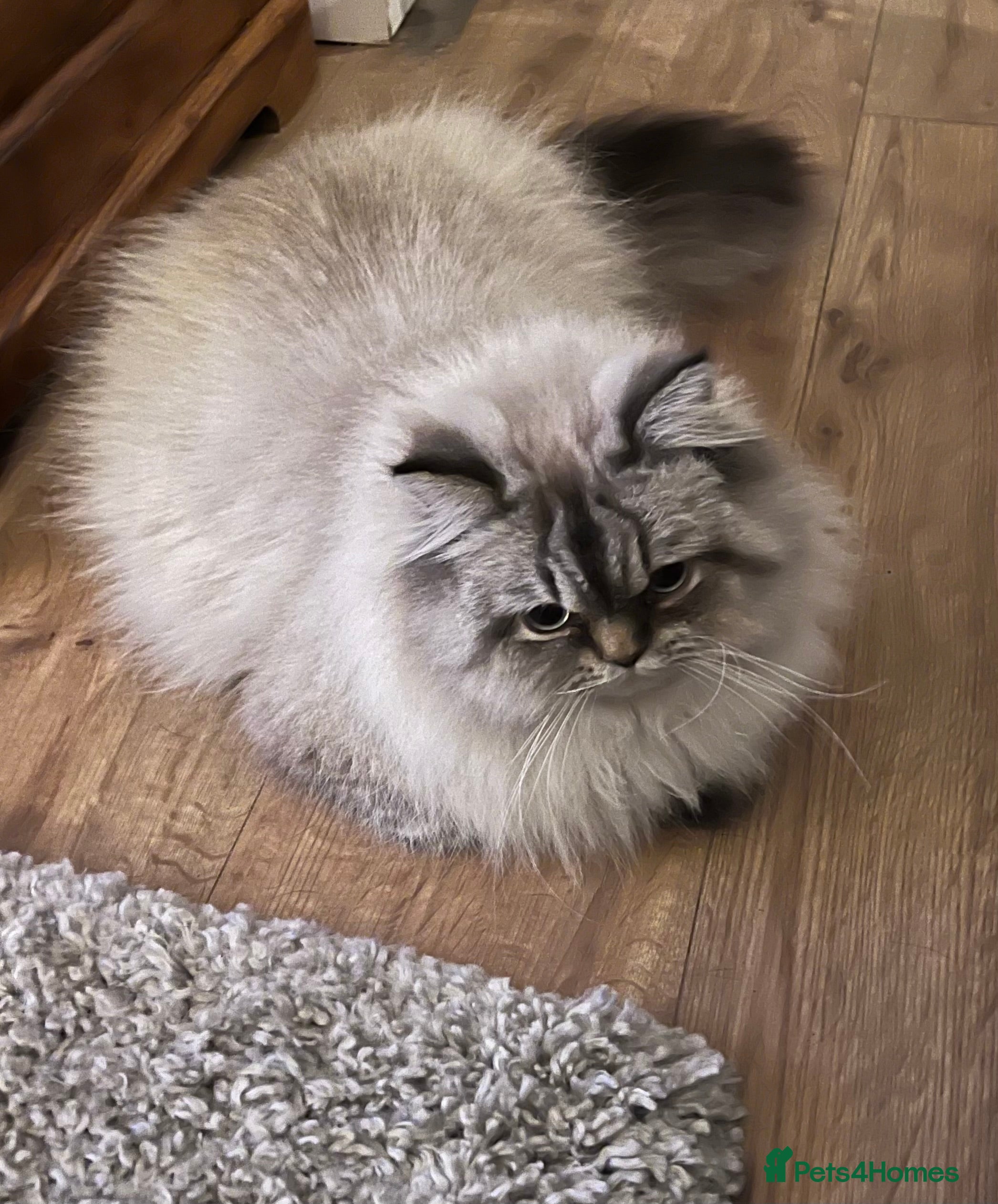 Persian cats 💕Simply Stunning Bailey💕PKD neg tested Persian  - Advert 3