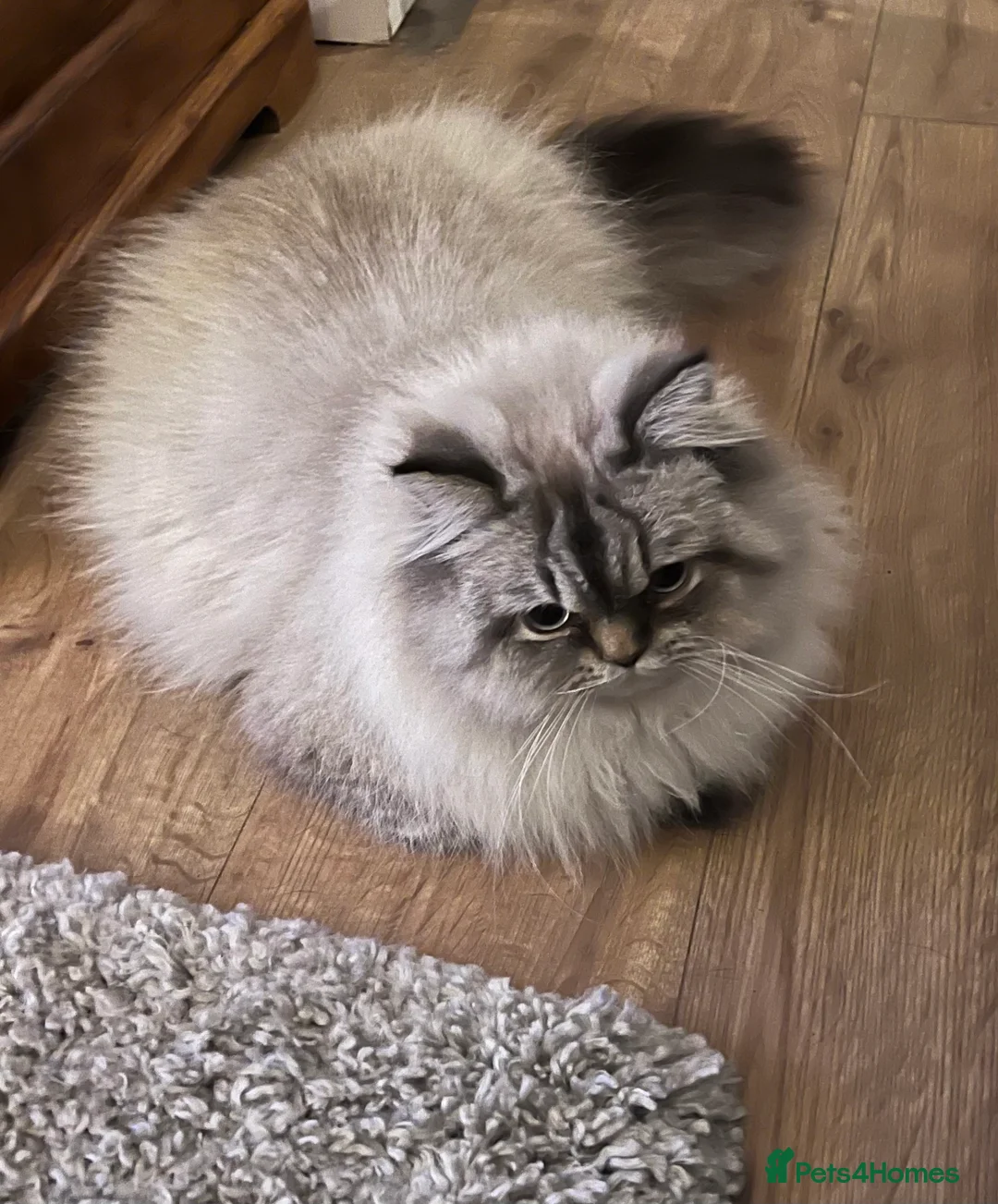 Persian cats for stud: 💕Simply Stunning Bailey💕PKD neg tested Persian  - Advert 1