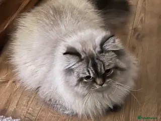 Persian cats 💕Simply Stunning Bailey💕PKD neg tested Persian - Advert 4